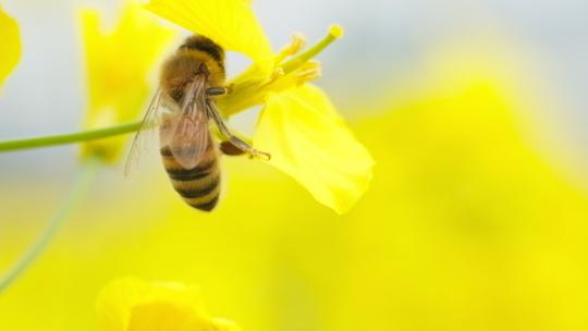 蜜蜂油菜花采蜜实拍镜头