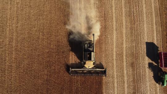 田间耕作中收割小麦籽粒