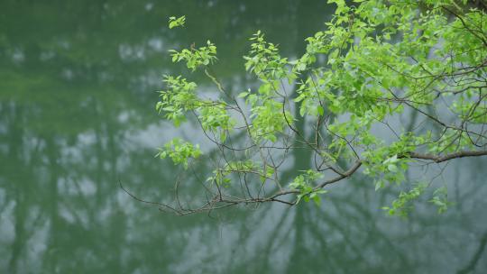 春天杭州花港观鱼阴雨天植物绿色自然