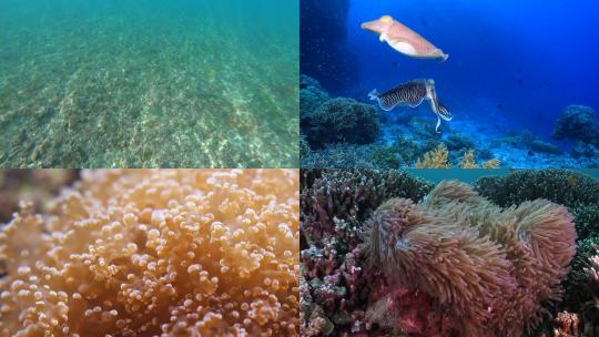【合集】 珊瑚礁 水底 鱼类海底世界