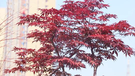 阳光下红枫树紫红鸡爪槭红叶红颜枫树