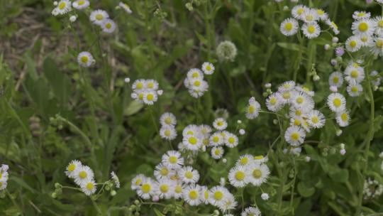 小清新鲜花阳光和雏菊