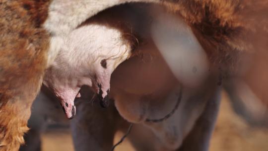 一头黄牛小牛在吃奶视频素材模板下载