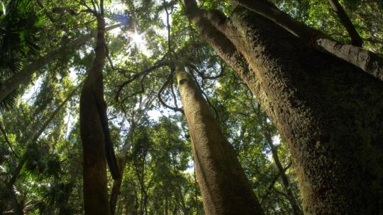 雨林-丛林-森林-自然生态系统-环境-生态