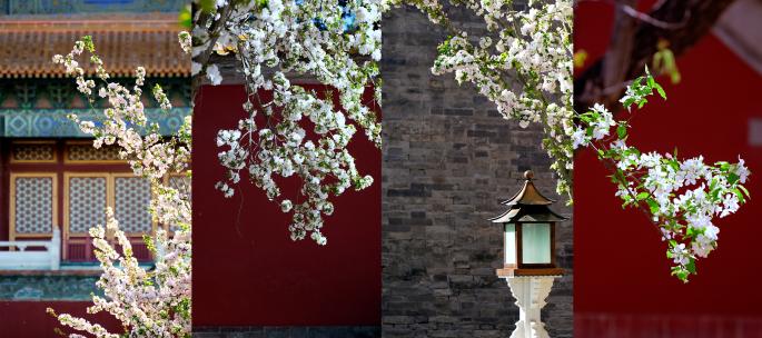 4K升格北京故宫内盛开的海棠花丁香花竖屏
