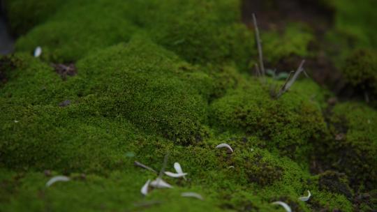 地衣苔藓蕨类植物