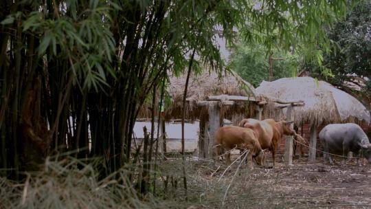 竹林下黄牛在吃草
