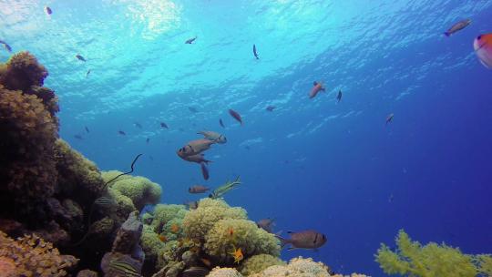 美丽的水下彩色珊瑚和鱼类视频素材模板下载