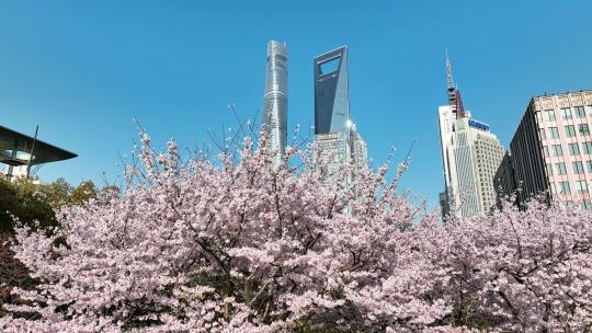 上海城市春天陆家嘴地标上海樱花北上广樱花