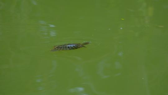 池塘乌龟游泳