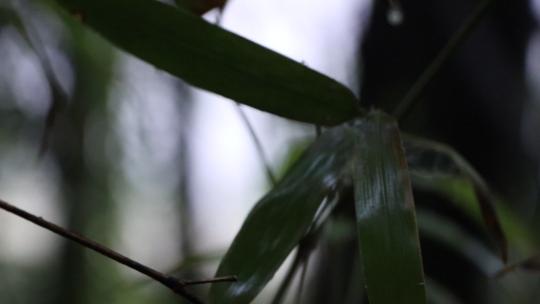 雨后的植物