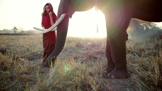大象和女子