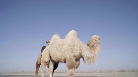 骆驼视频素材