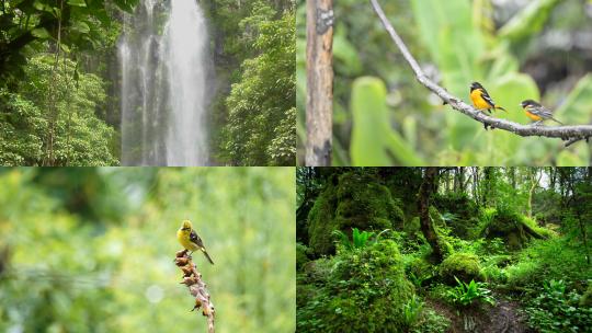【合集】森林 热带雨林景观  动物