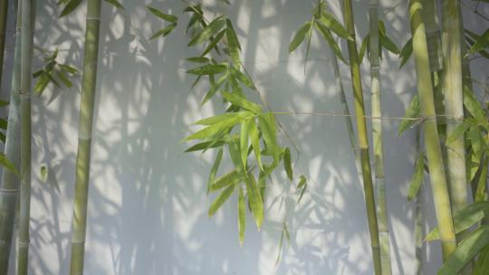 阳光透过竹林把影子打在墙上合集