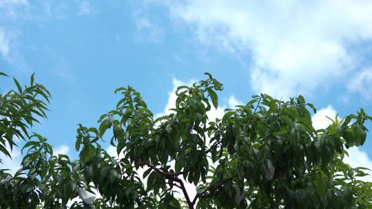 蓝天白云下的果园桃林