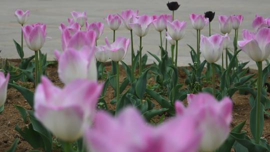 春天公园里盛开的郁金香花海自然风光