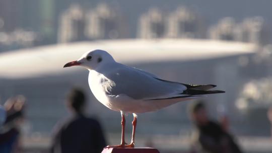 大理海鸥