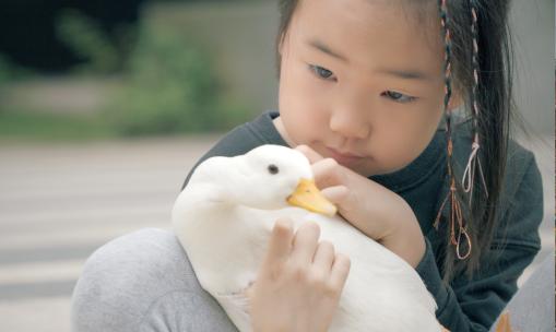 小女孩和柯儿鸭的故事