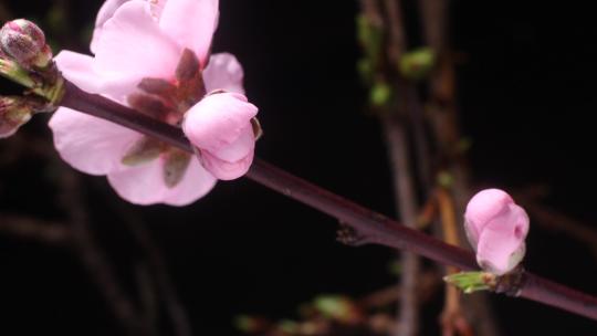 盛开的粉色樱花开春时光流逝