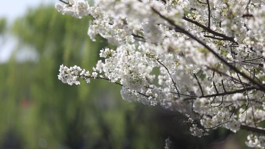 济南五龙潭，春季樱花植物盛开洁白如雪