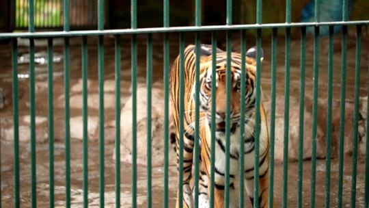 广州动物园动物视频（猛兽篇）