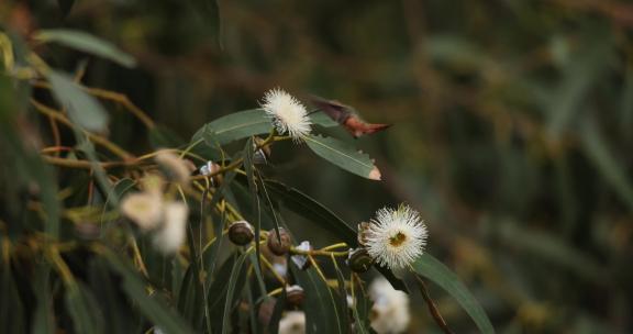 春季蜂鸟觅食花朵采蜜吸食花蜜