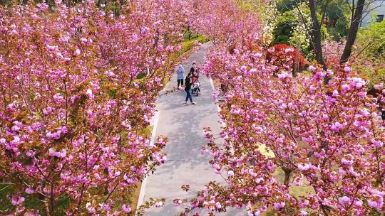 郑州绿博园樱花