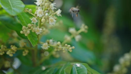 【正版素材】蜜蜂采蜜