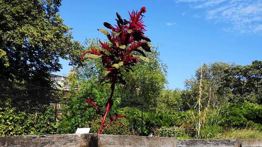 一株红色的植物在公园生长