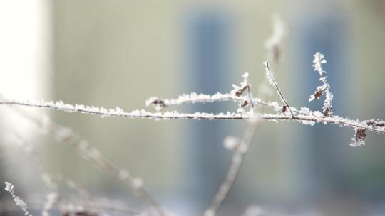 雪后树枝上的晶莹剔透雪花