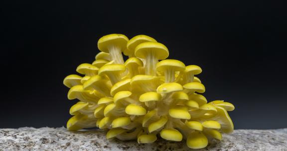 榆黄蘑菇在菌菇种植包上生长延时