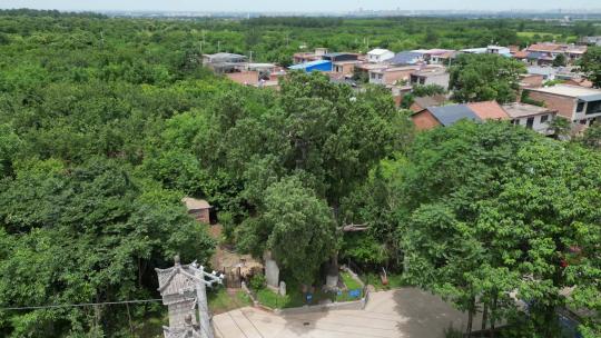 千年古树侧柏松柏参天大树4K航拍2