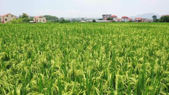 水稻种植航拍农田美丽乡村
