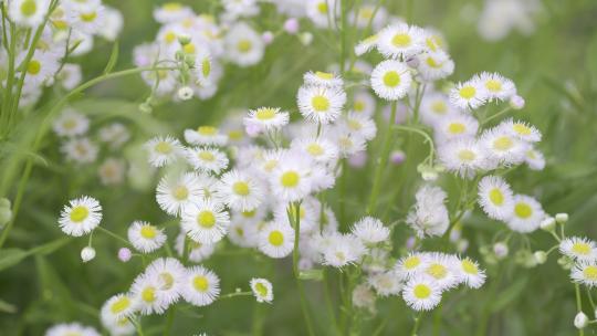 小清新鲜花阳光和雏菊