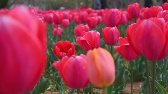 春天公园里盛开的郁金香花海自然风光