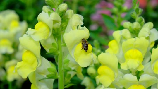 蜜蜂飞舞采花粉采蜜 金鱼草花丛中