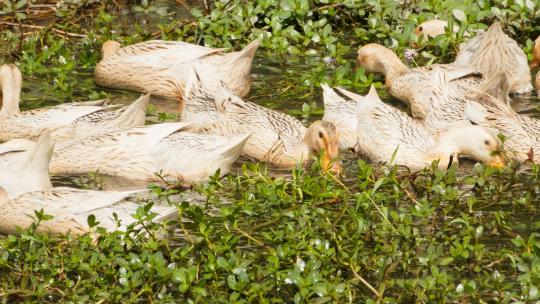 农村散养鸭子在池塘疯狂进食
