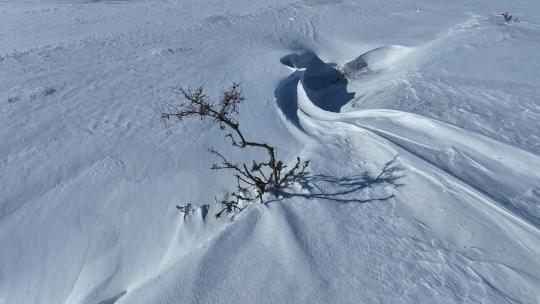 北方冬季寒冷雪地上生长的一颗孤树