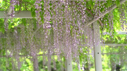 春风里 盛开的紫藤萝瀑布