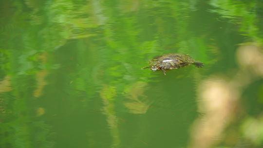 溪流潭水里的乌龟A
