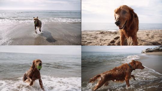 金毛狗狗在海边玩球海滩度假遛狗美好时光视频素材模板下载