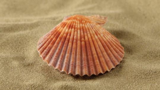沙滩上旋转的贝壳
