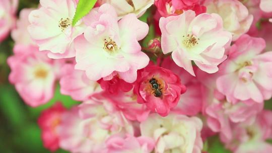 蜜蜂采蜜粉红色蔷薇花月季花朵