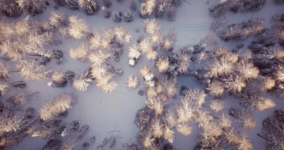 航拍雪林雾凇雪地鸟瞰雪松雪景大雪