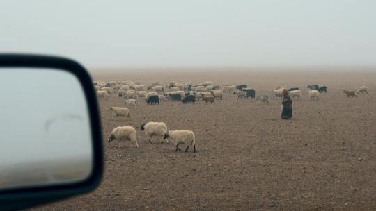 西藏旅游风光车窗外风雪牧羊人羊群