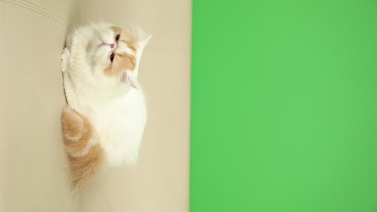 加菲猫 沙发 绿幕 抠像