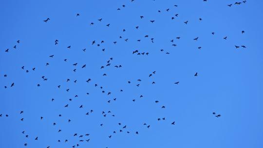鸟鸽在蓝天上飞翔