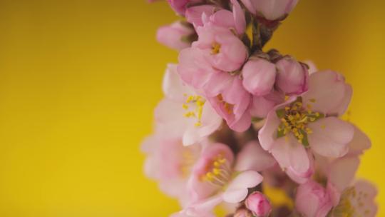 杏花生长开花的过程