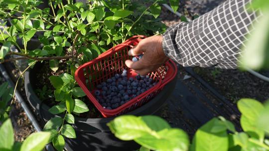 农民将采摘的蓝莓放入篮筐视频素材模板下载